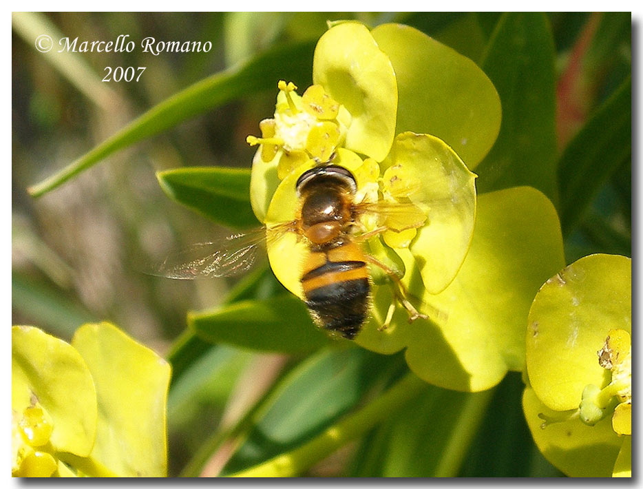 Album di ditteri fotografati in Sicilia nel 2007